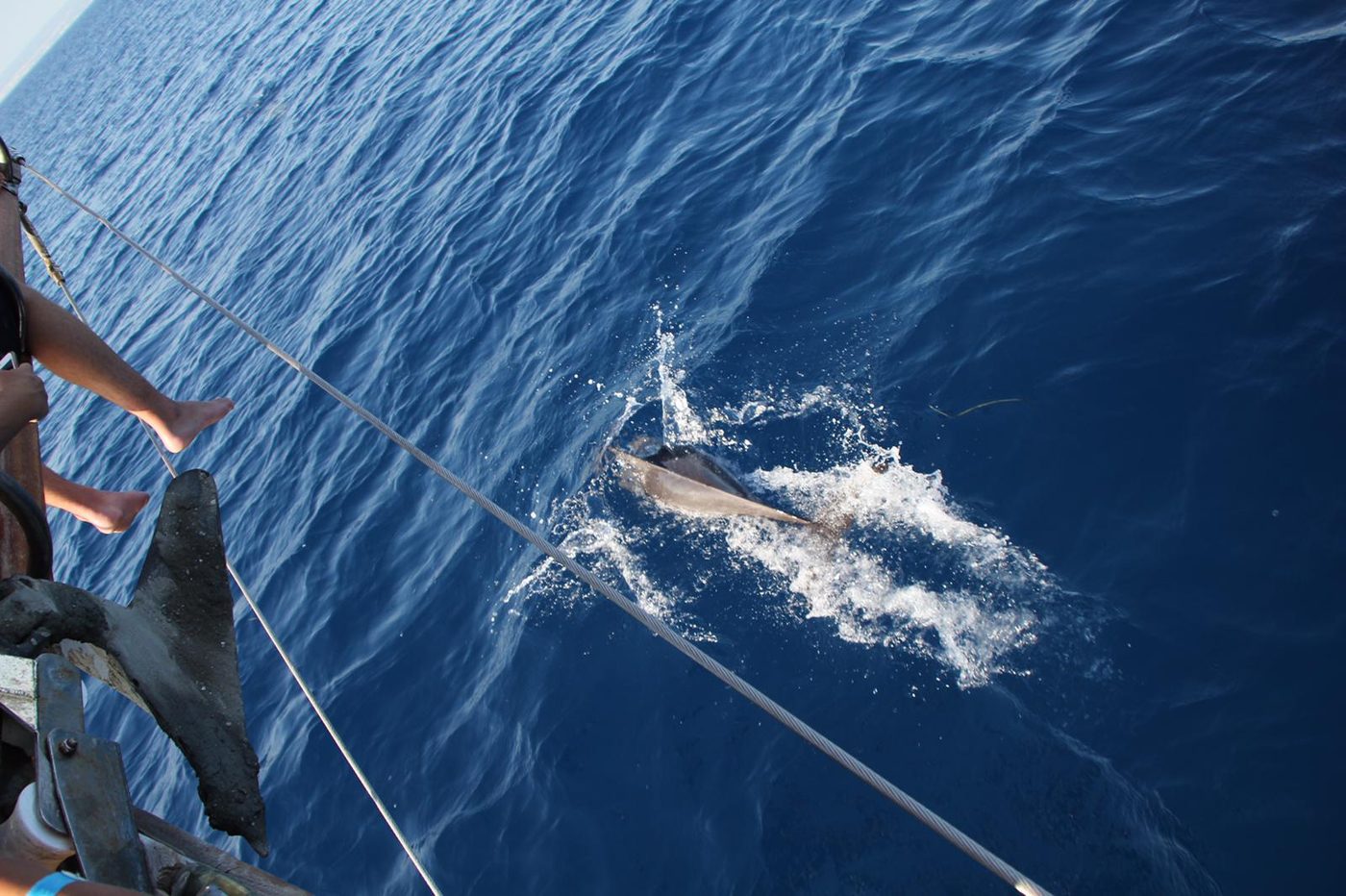 Avvistamento delfini durante escursione barca Taranto